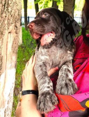 Щенок дратхаар